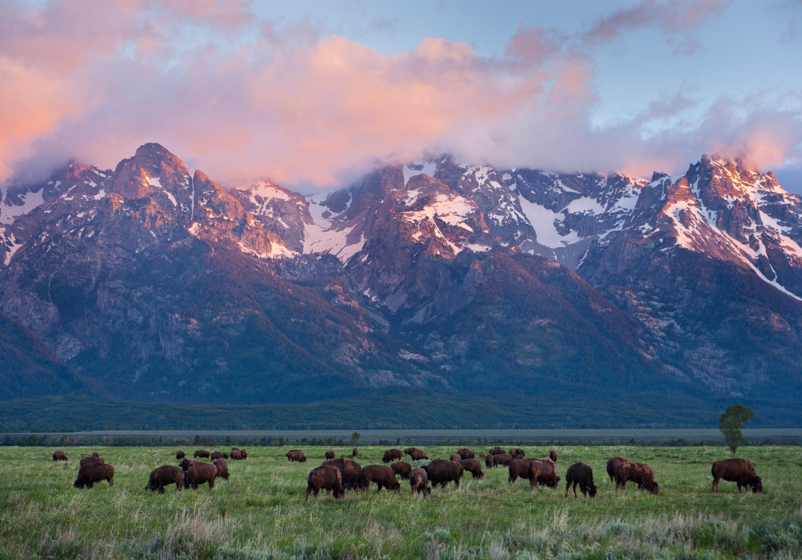 Bisonte en el Parque Nacional de Grand Teton, Wyoming